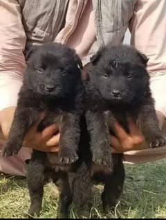 German Shepherd Long coat pair for sale / Black German shepherd puppie