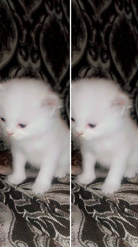 Persian kittens / cute kittens /cat / cat baby / cat for sale 0