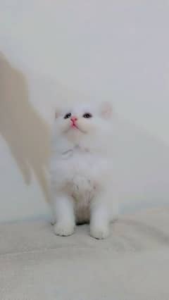 Persian kittens / cute kittens /cat / cat baby / cat for sale