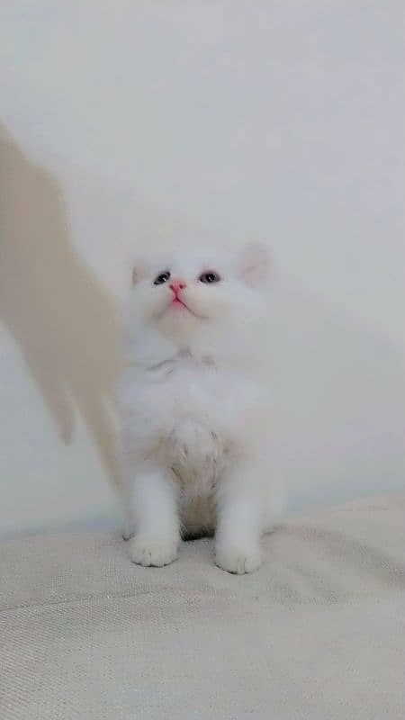 Persian kittens / cute kittens /cat / cat baby / cat for sale 1