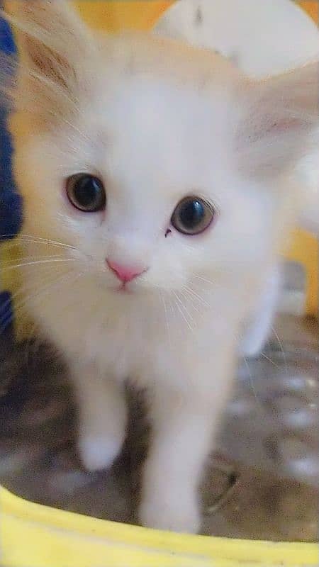 Persian kittens / cute kittens /cat / cat baby / cat for sale 3