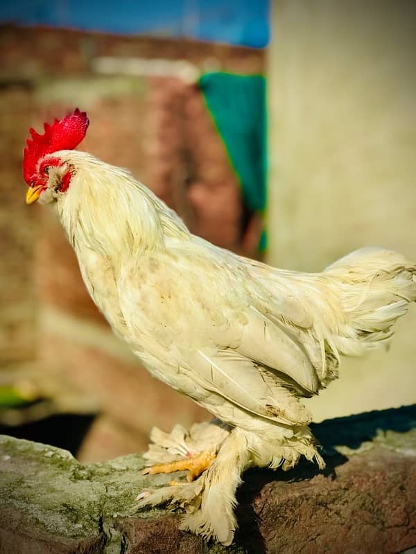 white milli flower adult male granted high quality fancy hen 0