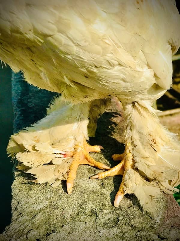 white milli flower adult male granted high quality fancy hen 1