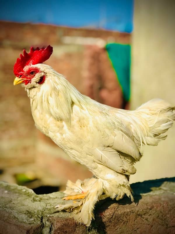 white milli flower adult male granted high quality fancy hen 2