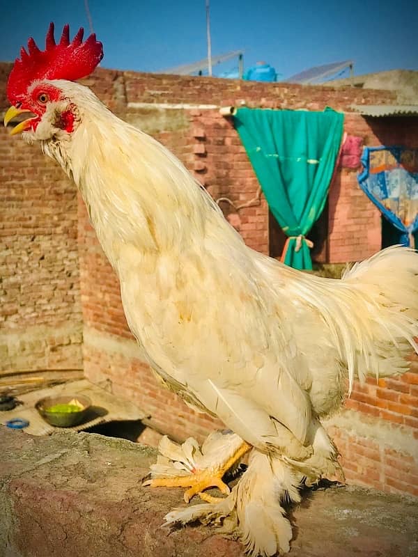 white milli flower adult male granted high quality fancy hen 3