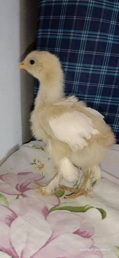 White heavy chiks available