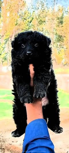 Black German shepherd Male Puppy / German Shepherd Long Coat Puppy