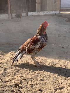 Aseel murga full top quality breeder murga