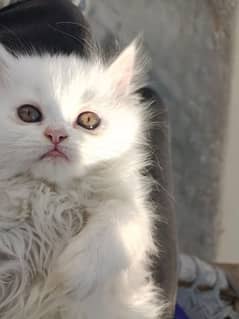 Semi punch face Persian male kitten