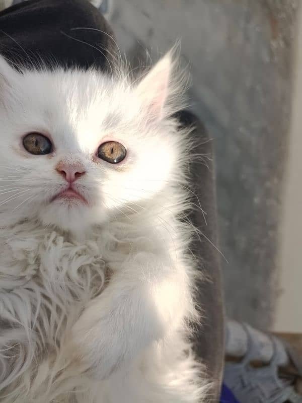 Semi punch face Persian male kitten 0