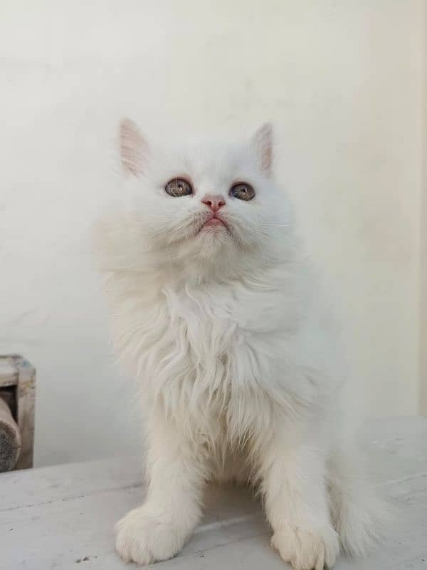 Semi punch face Persian male kitten 1