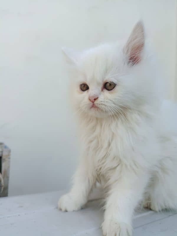 Semi punch face Persian male kitten 3