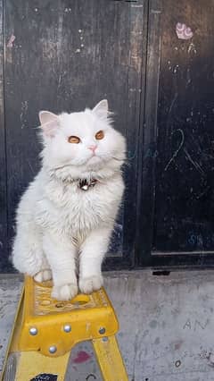 Adorable cat looking for a lovely home