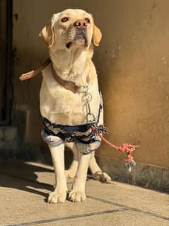 labrador British  male and female for sale