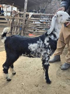 Sattar shah bakra Farm