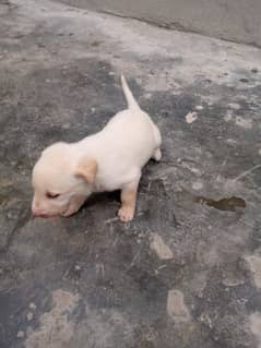 Labrador dog | labra puppies | Labrador puppy |  Pups availabel