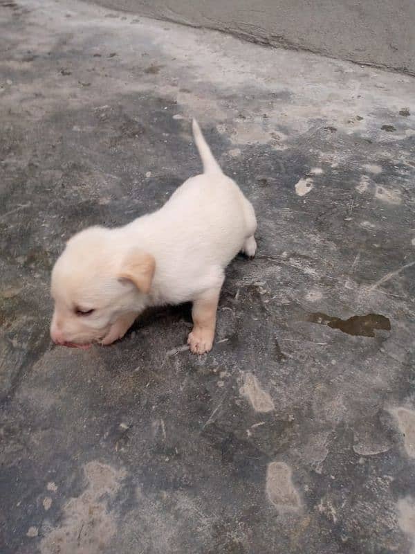 Labrador dog | labra puppies | Labrador puppy |  Pups availabel 0