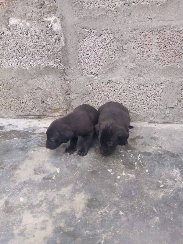 Labrador dog | labra puppies | Labrador puppy |  Pups availabel 1