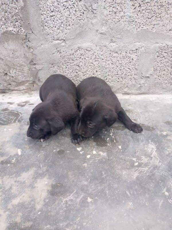 Labrador dog | labra puppies | Labrador puppy |  Pups availabel 2