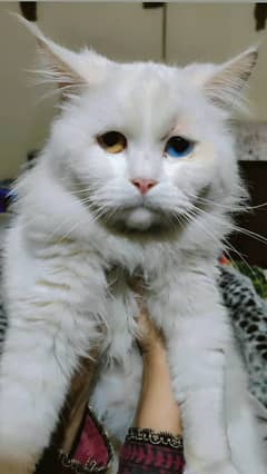 White Persian cat , 8 months old