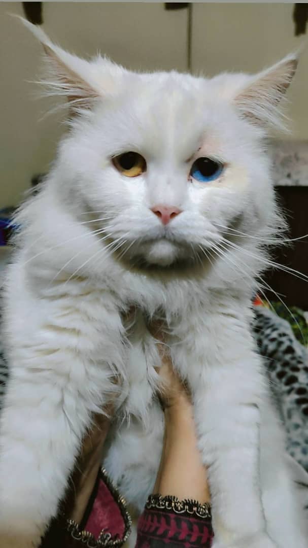 White Persian cat , 8 months old 0