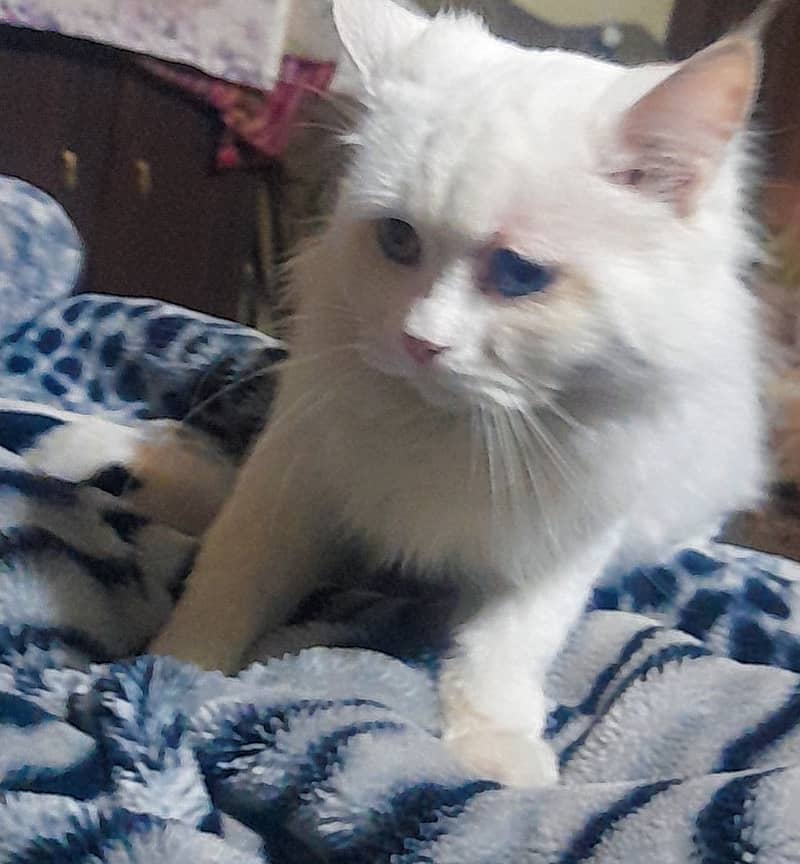 White Persian cat , 8 months old 2