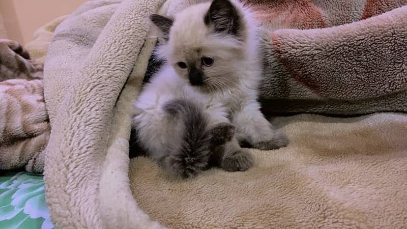 Himalayan kitten Male 0