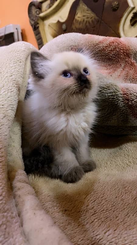 Himalayan kitten Male 1