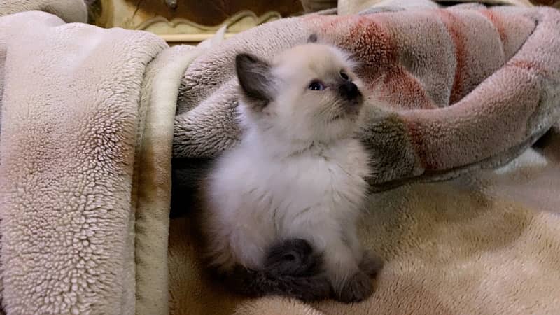 Himalayan kitten Male 2