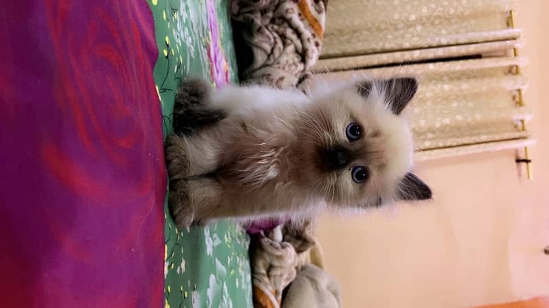 Himalayan kitten Male 3