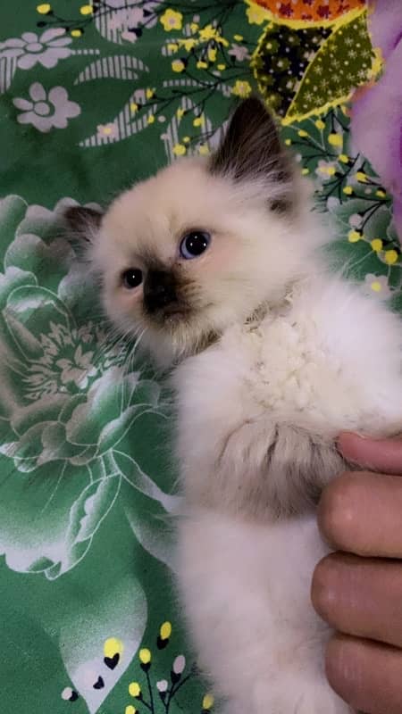 Himalayan kitten Male 6