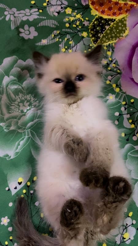 Himalayan kitten Male 7