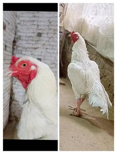 Aseel|paper white heera aseel hen |Chena aseel murgha |heera chicks