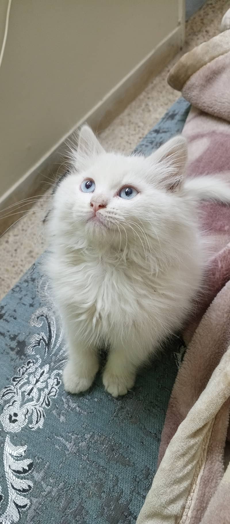 Persian kitten 2