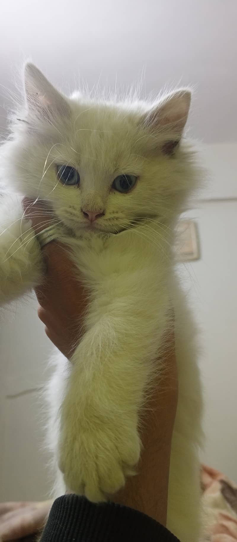 Persian kitten 3