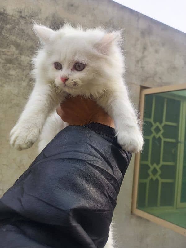 different rates persian punch semi punch kittens triple coated 3