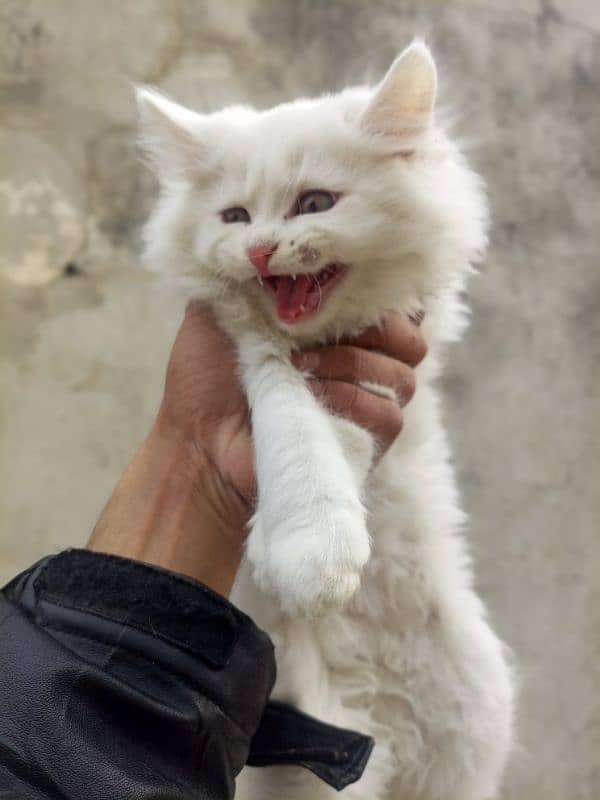 different rates persian punch semi punch kittens triple coated 4