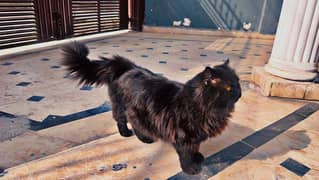 pure black persian male cat looking for new home