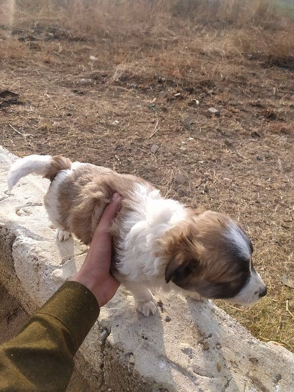 poodle dog and puppy's 1