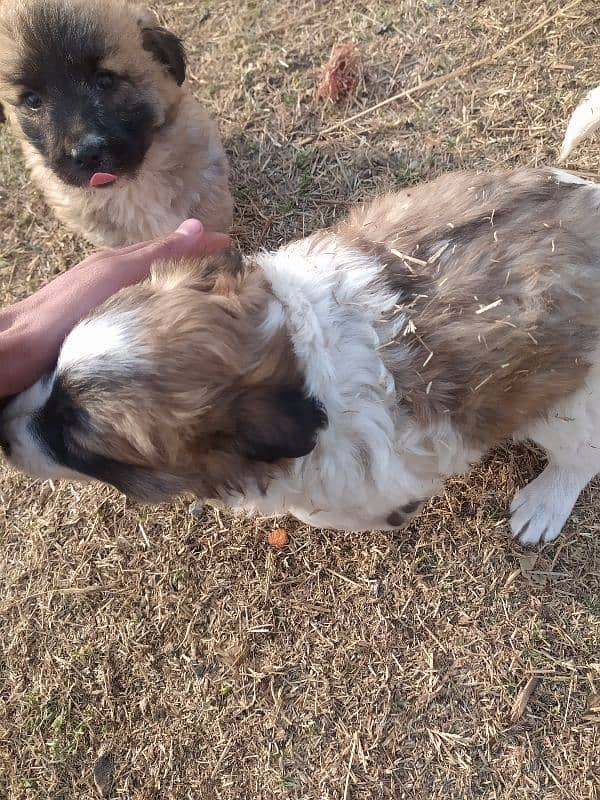 poodle dog and puppy's 2