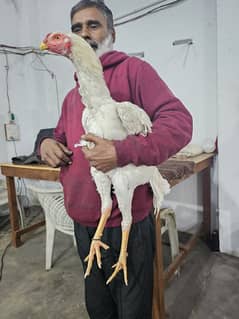 German Shamo | White Shamo | Shamo Male | Quality Bird