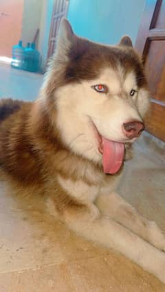 Siberian husky breeder female