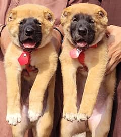 pure turkish kengal best security dog puppies available for sale