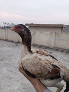 aseel mianwali hen