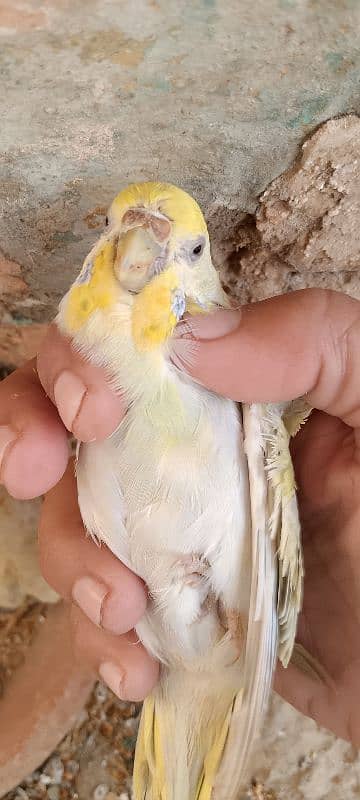 Rainbow Budgie Baredar paire with chick 0