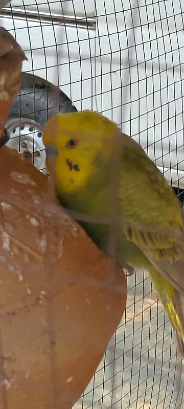 Rainbow Budgie Baredar paire with chick 1