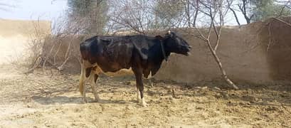 pure fresian cow for sale 6 months pregnant