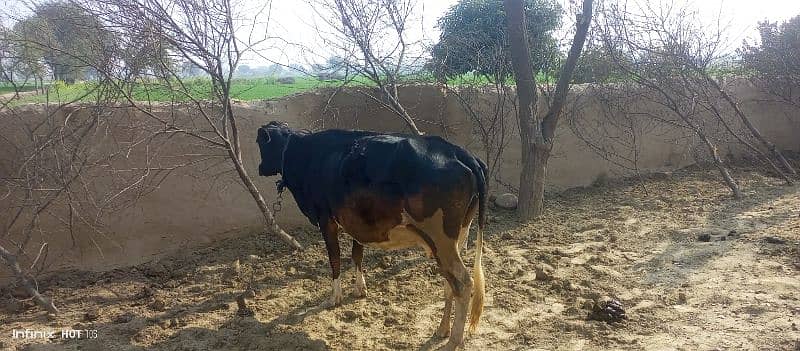 pure fresian cow for sale 6 months pregnant 1