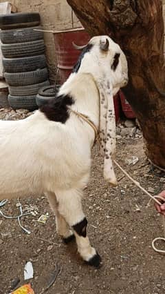 Desi Khassi Bakra For Qurbani 2025