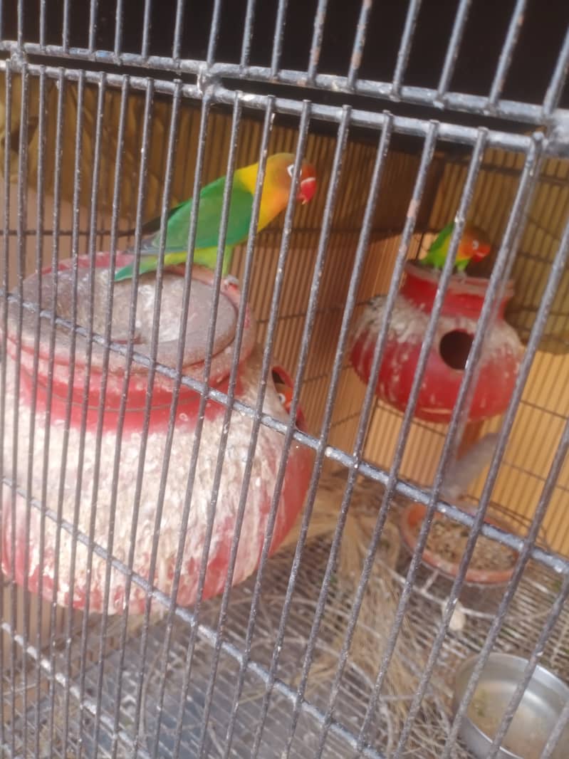 Fisher parrot full 2 breader pair available 0